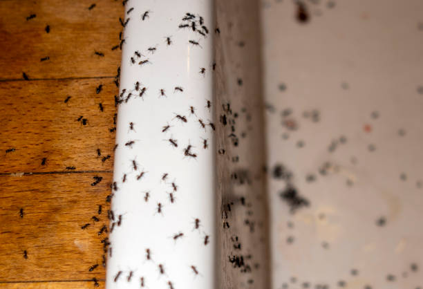 Best Pest Control Near Me  in Zephyrhills North, FL