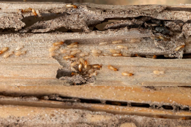 Best Pest Inspection Near Me  in Zephyrhills North, FL