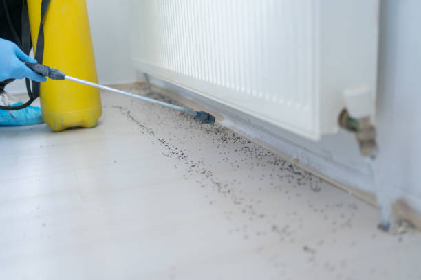 Best Cockroach Control Services  in Zephyrhills North, FL